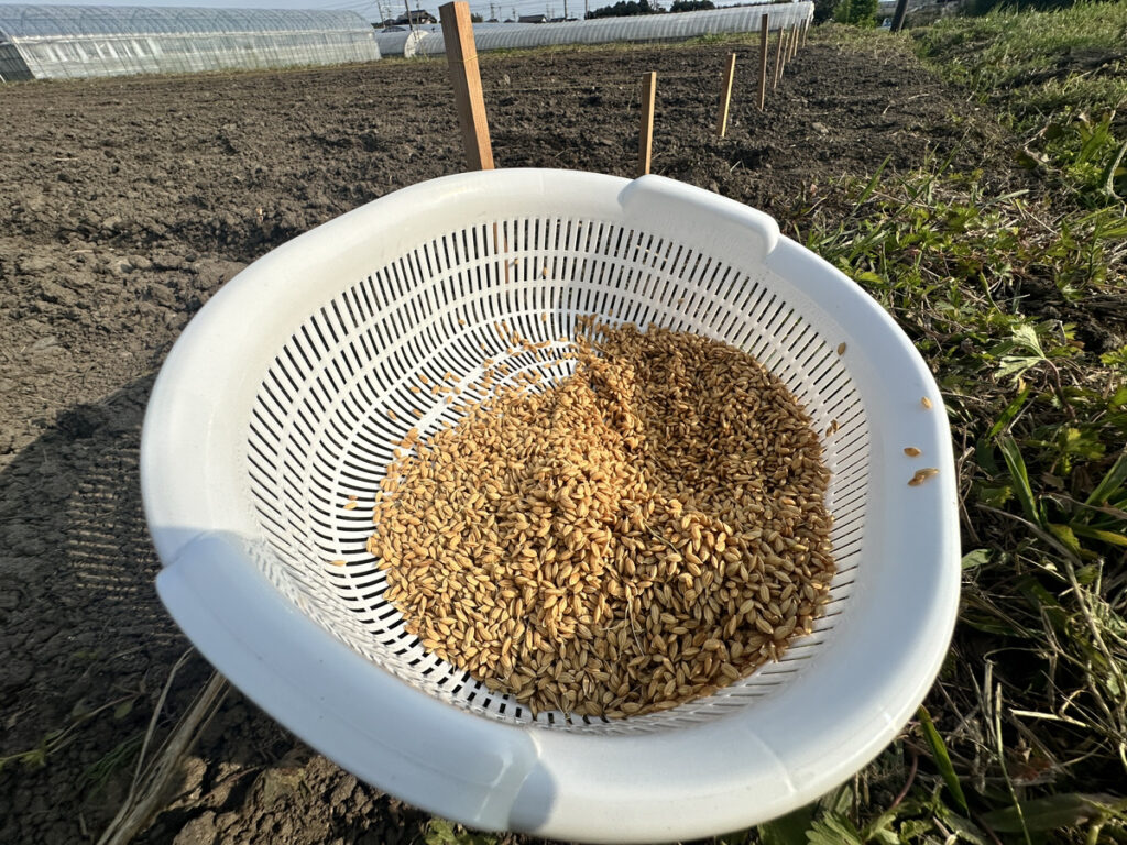 籾に願いを