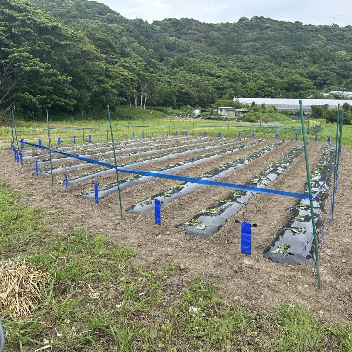 さつまいも植え付け作業