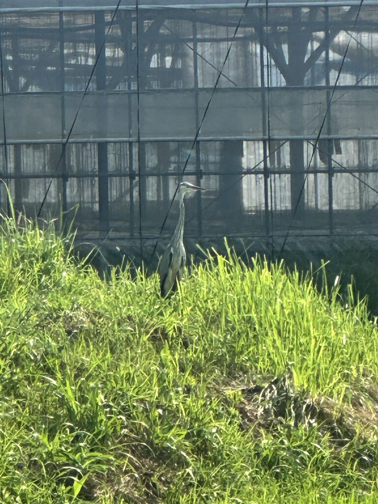 大きな影は