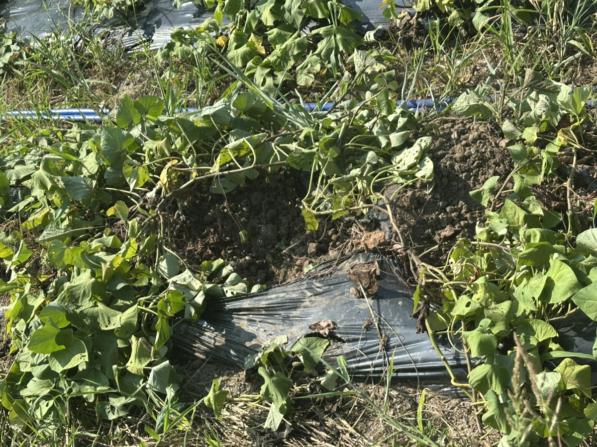 秋冬野菜