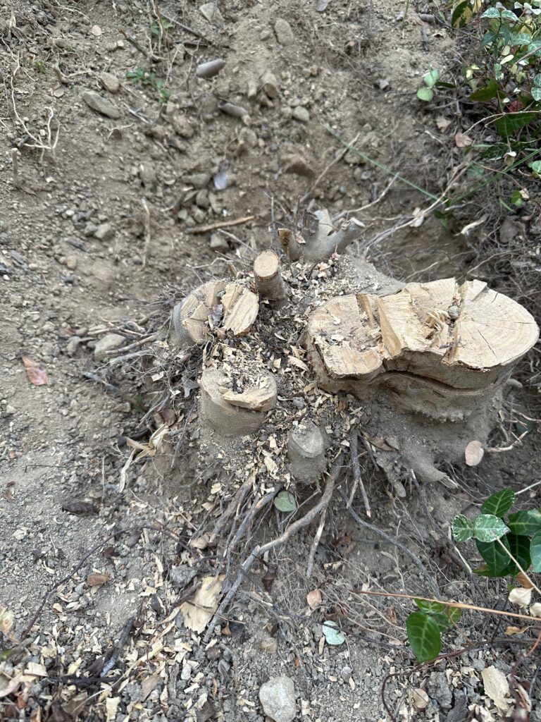 根っこと格闘