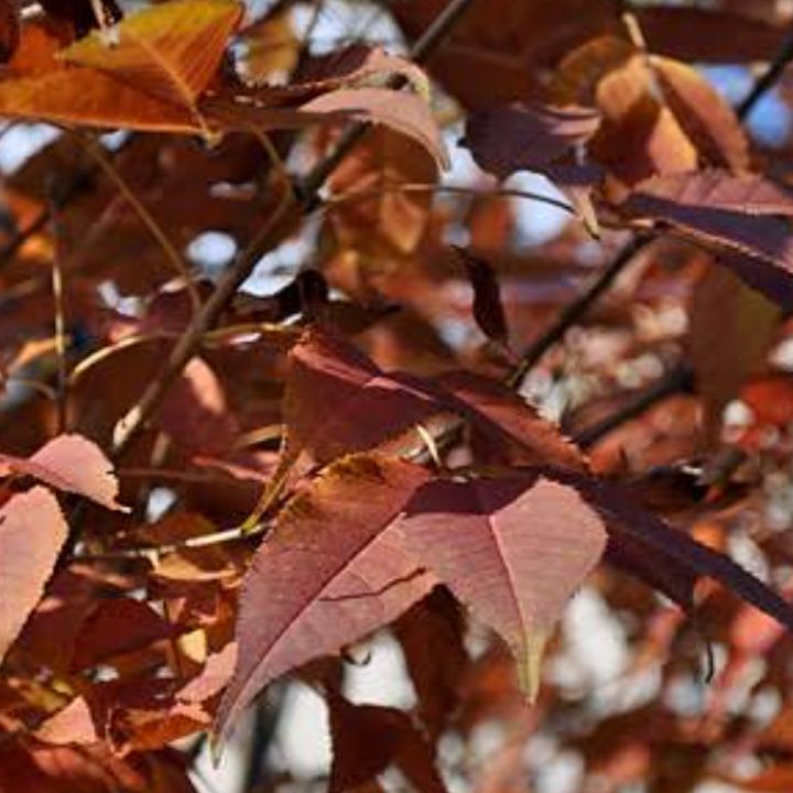 アオダモの紅葉