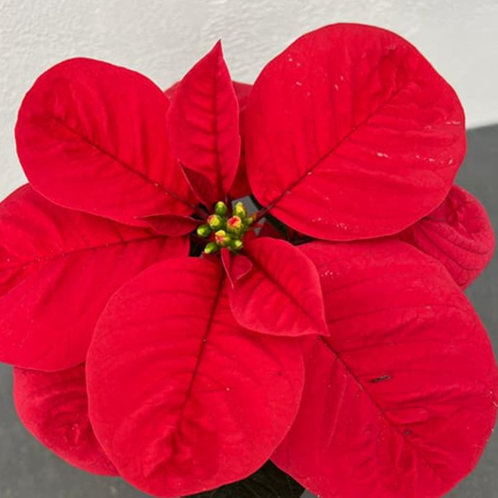 可愛いもの見つけた