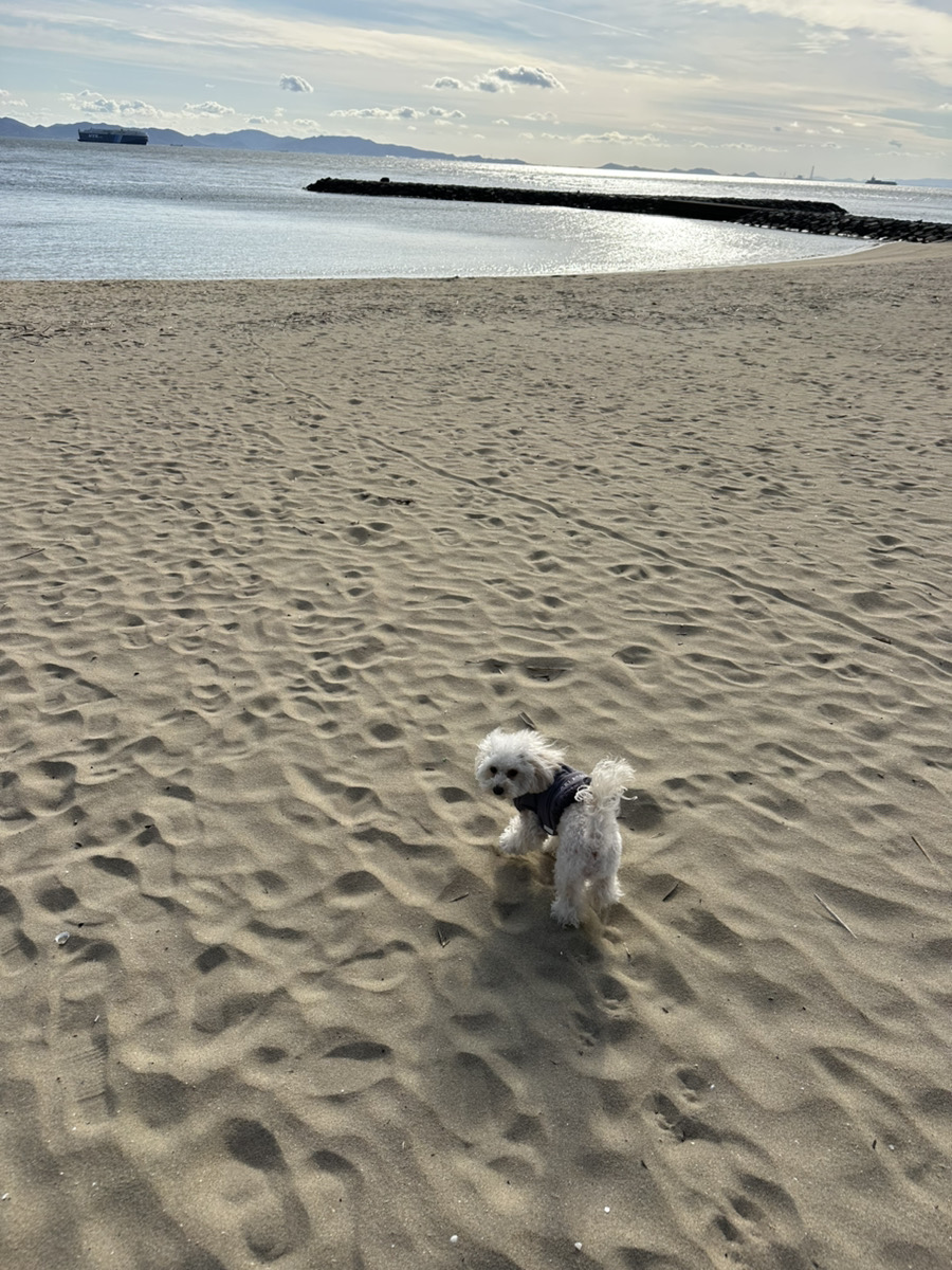 久しぶりのお散歩