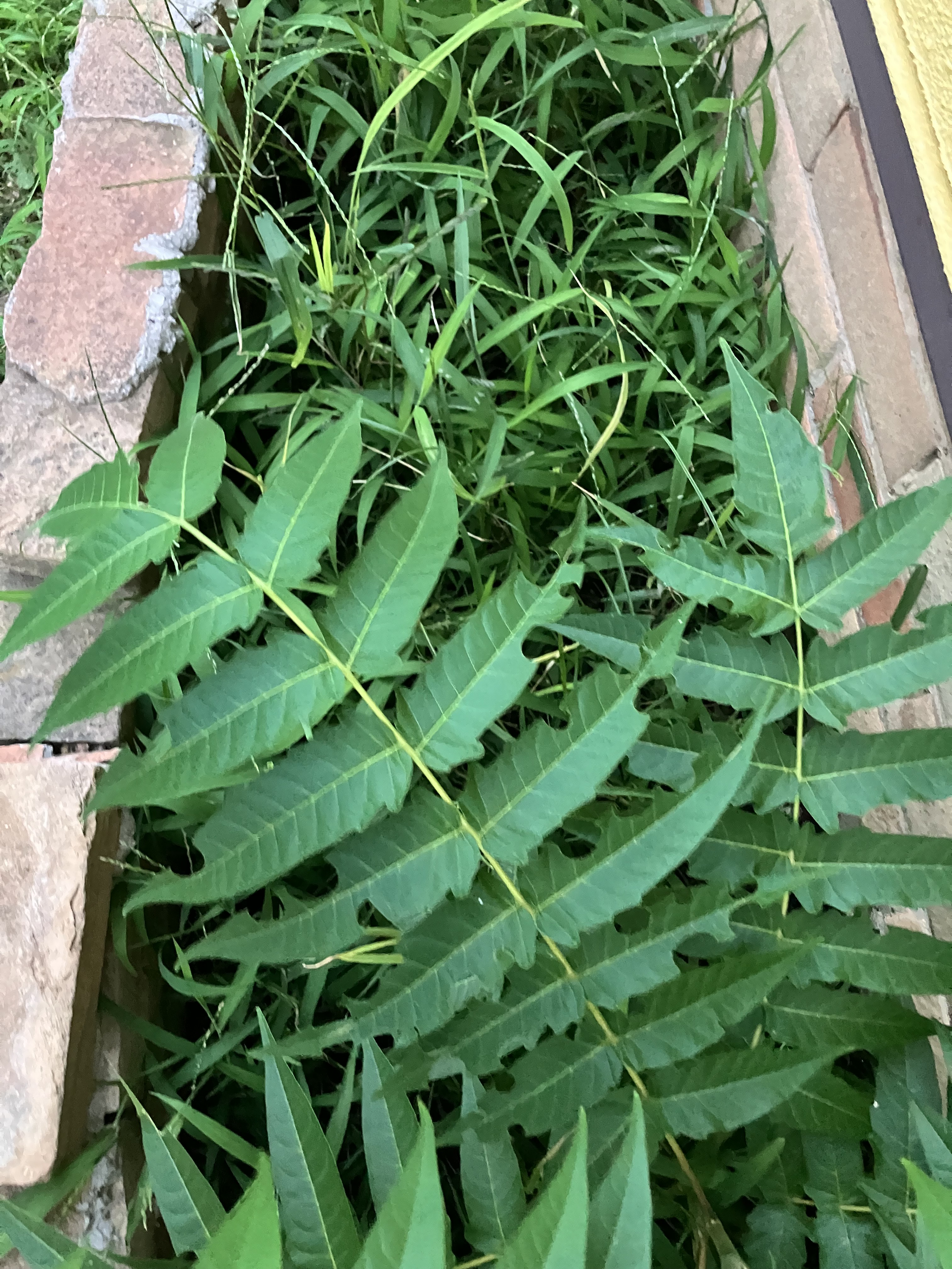 陸稲の近況